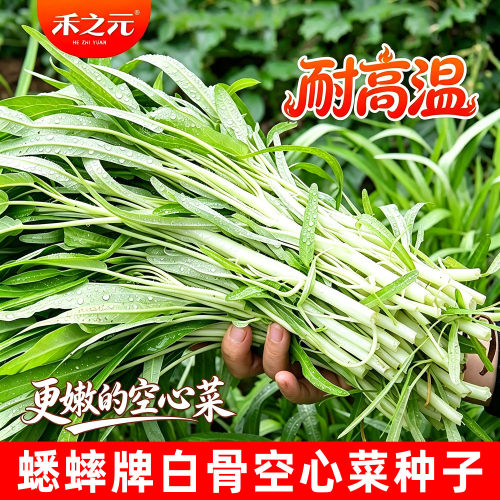 农家白梗南方四季秋冬空心菜种子