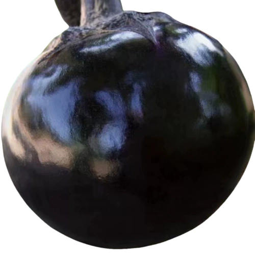 Тяндзин быстрые круглые баклажаны семян семян растительные овощи 孑 четыре сезона