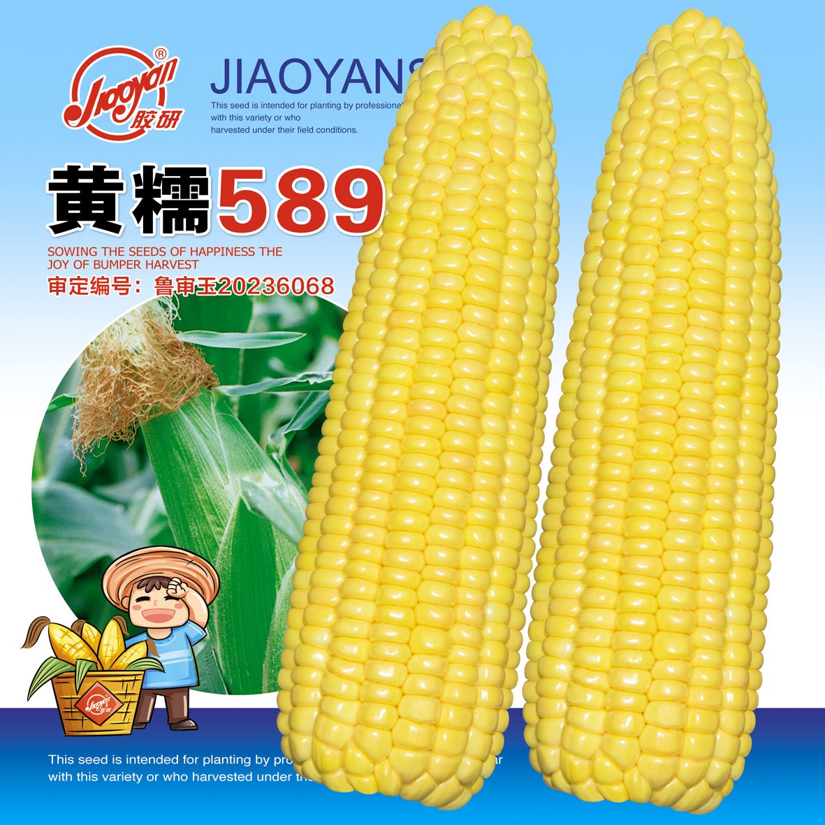 黄糯589糯玉米种子糯米种粘甜传统黄糯老品种籽玉米四季春季种孑