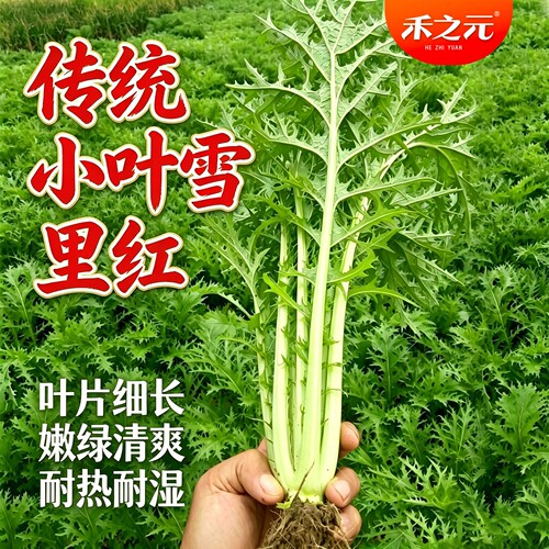 蟋蟀雪菜泡菜春季盆栽秋冬雪里蕻