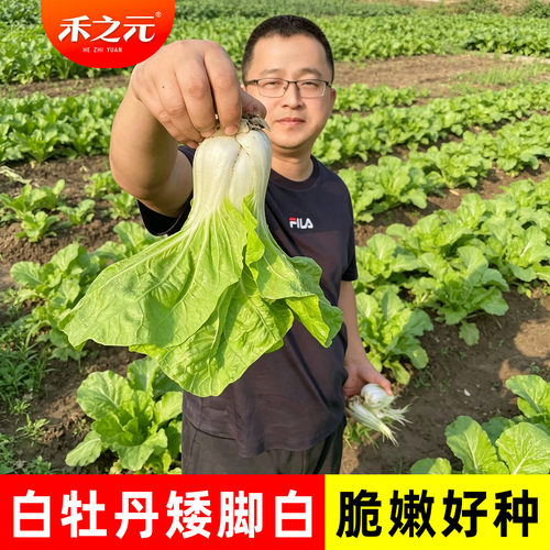 白青大全鸡毛菜春秋冬季种籽