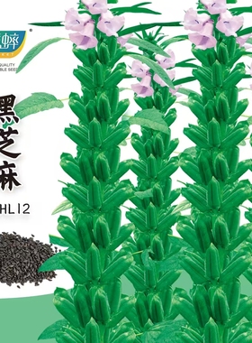 黑芝麻种子杂粮种子黑色榨油中早熟四季春季蔬菜菜白芝麻种孑