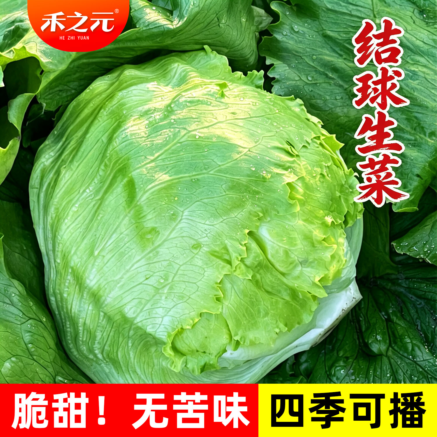 生菜种子结球球形生菜种籽水培圆蔬菜四季春季菜籽蔬菜种孑秋孔雀