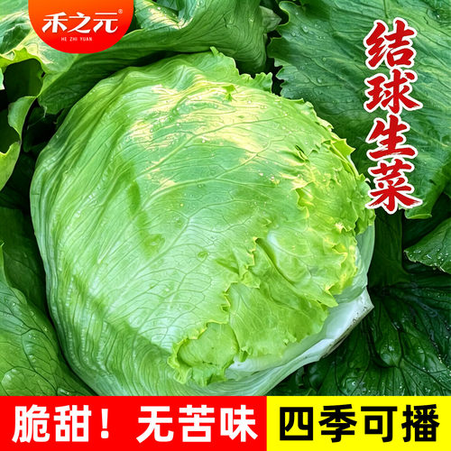 生菜种子结球球形四季春季
