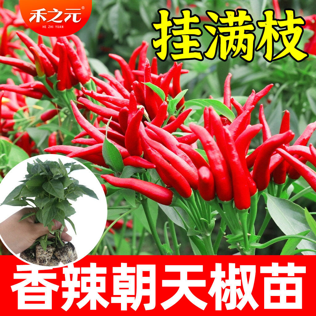 朝天椒辣椒苗辣椒种子朝天椒苗图片