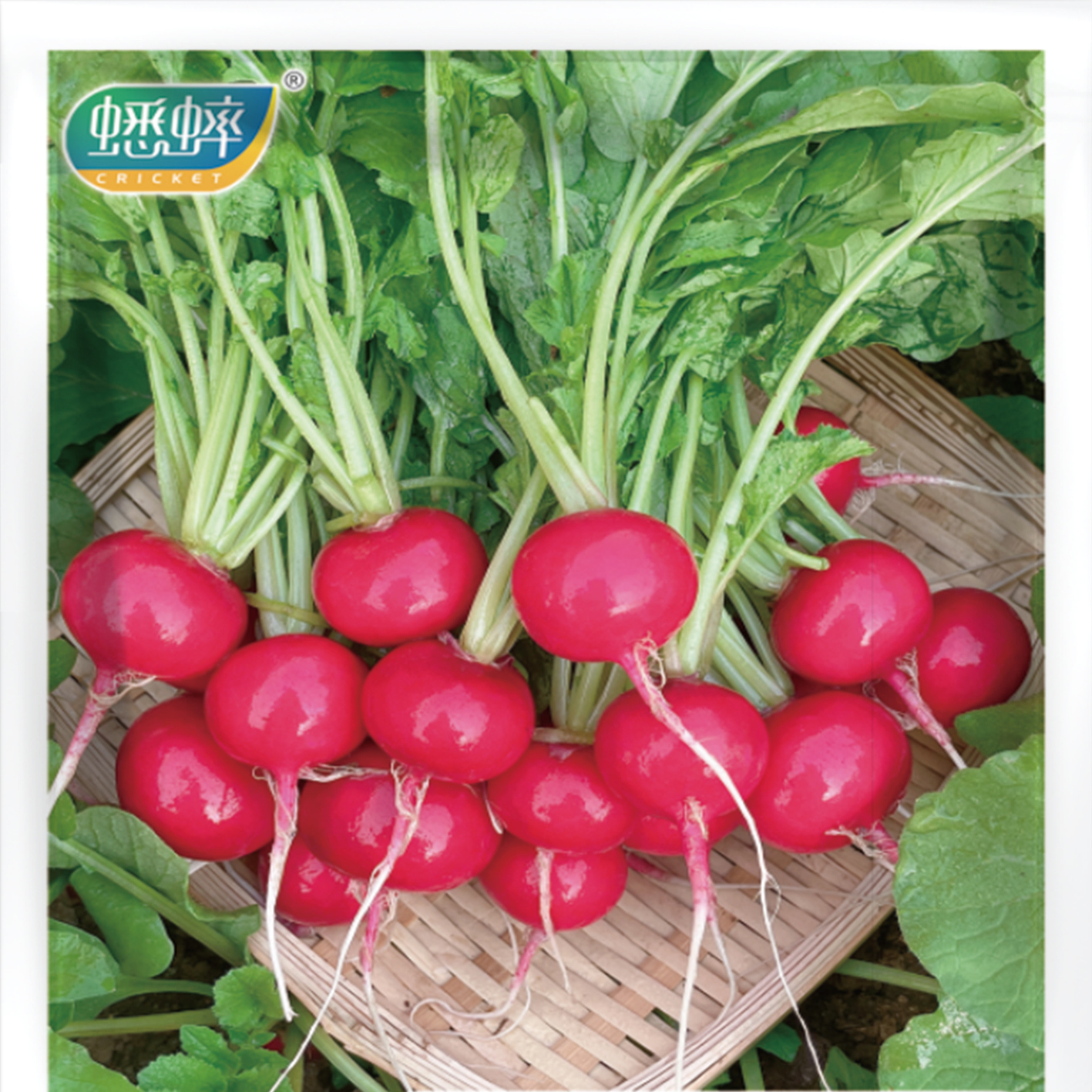 蟋蟀牌开拓者樱桃萝卜种籽四季