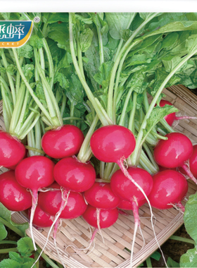 蟋蟀牌开拓者樱桃萝卜种子菜籽春夏秋冬四季种孑阳台盆栽种禾之元