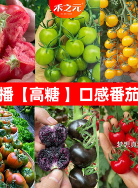 四季小番茄种子苗千禧圣女果西红柿盆栽蔬菜种籽菜苗秧毛粉香芒