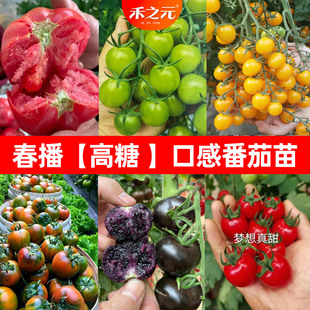 四季 小番茄种子苗千禧圣女果西红柿盆栽蔬菜种籽菜苗秧毛粉香芒