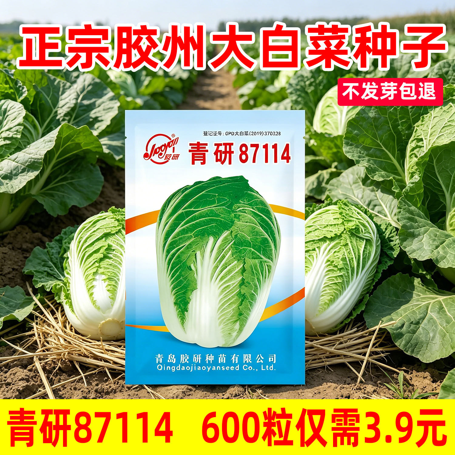 青研87114大白菜种子种孑种籽秋季冬山东胶州大白菜籽禾之元种业