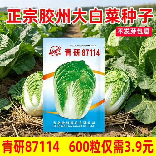 青研87114大白菜种子种孑种籽秋季冬山东胶州大白菜籽禾之元种业