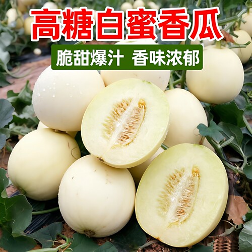白玉二号甜瓜种子日本冬季