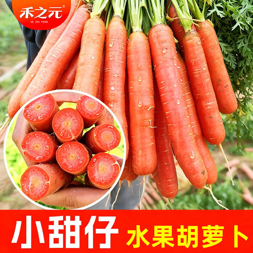 广东小甜仔胡萝卜种籽红胡萝