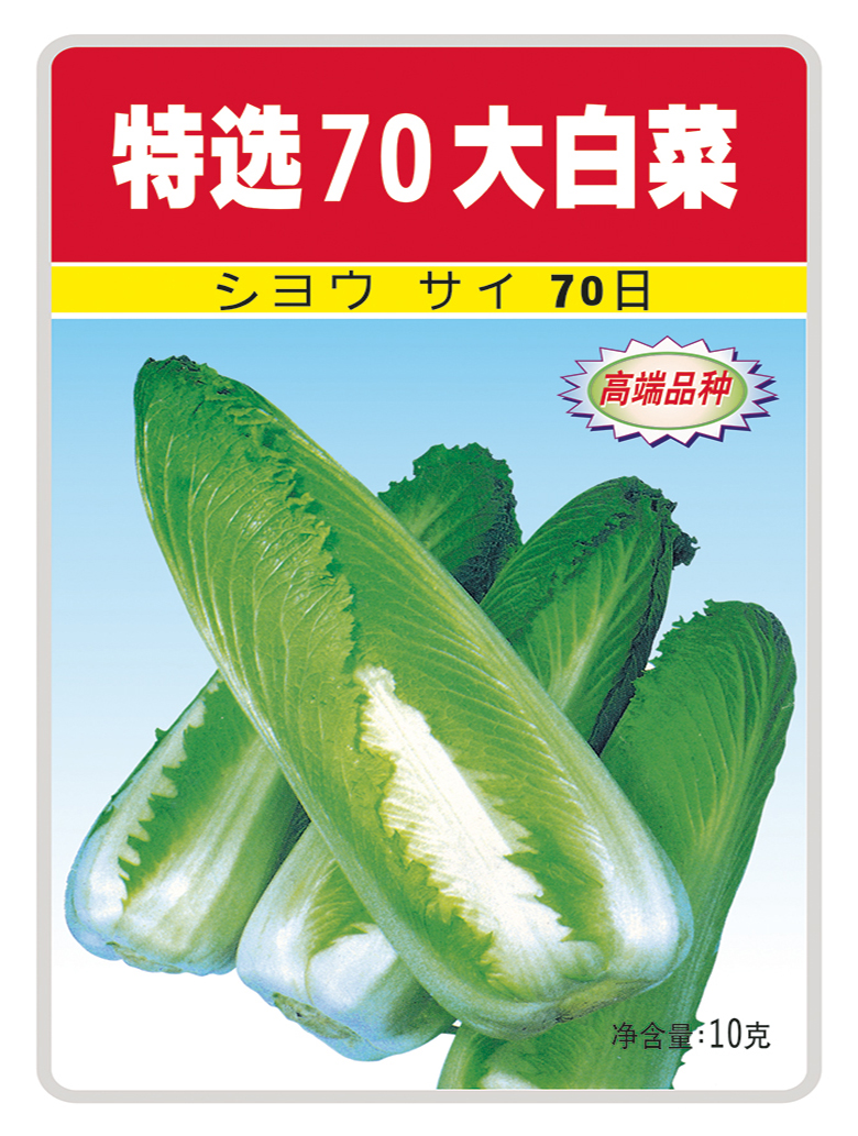 日本绍菜种子种孑种籽进口秋冬季