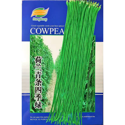 寿光蔬菜种高产豇豆种子荷兰青条四季绿春夏秋露地冬大棚籽菜种籽