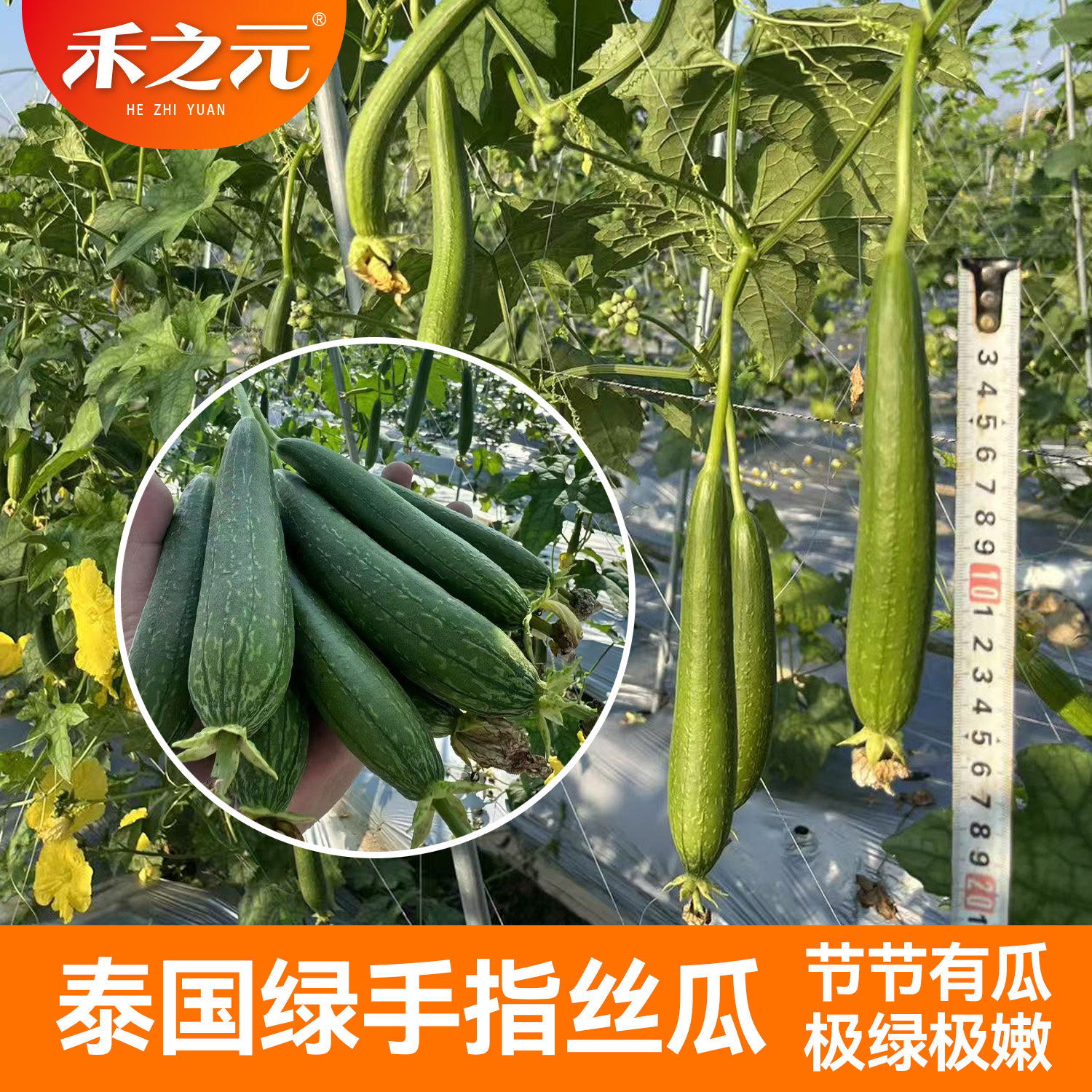 泰国绿手指丝瓜拇指水果丝瓜种子春季耐热节节有瓜蔬菜爬藤生吃