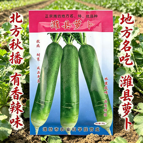 山东水果青萝卜种子生吃潍坊沙窝