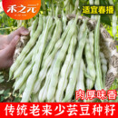 菜豆种 蔬菜籽 芸豆种籽白不老豆角四季 老来少芸豆种子九粒白种子