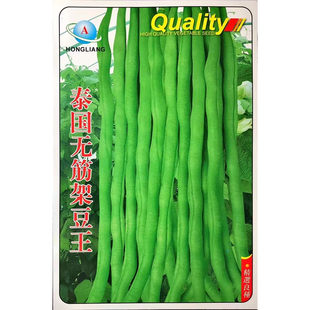 泰国无筋架豆王种子蔬菜芸豆菜豆四季豆青高产春季夏秋冬四季籽孑
