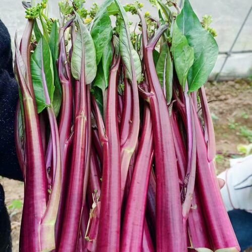 夏季鲜红65红菜苔种子紫菜薹