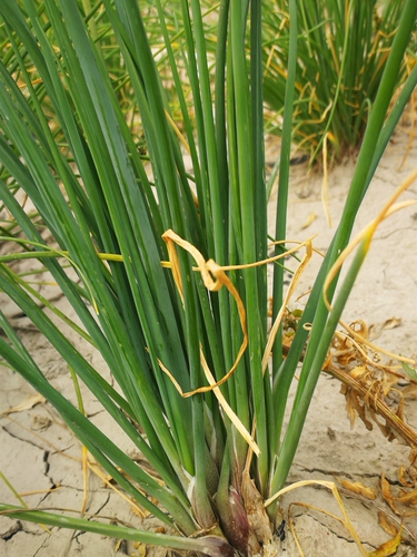 Семена красно -корня и семена лука -лука -лука, семена лука -лука и семена лука, а также семена и семена в горшках осенью и зимой