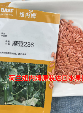 荷兰原装进口摩登236水果黄瓜种子水果黄瓜籽春四季菜禾之元种业