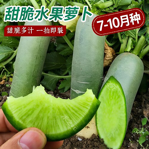 正宗天津产沙窝萝卜种子