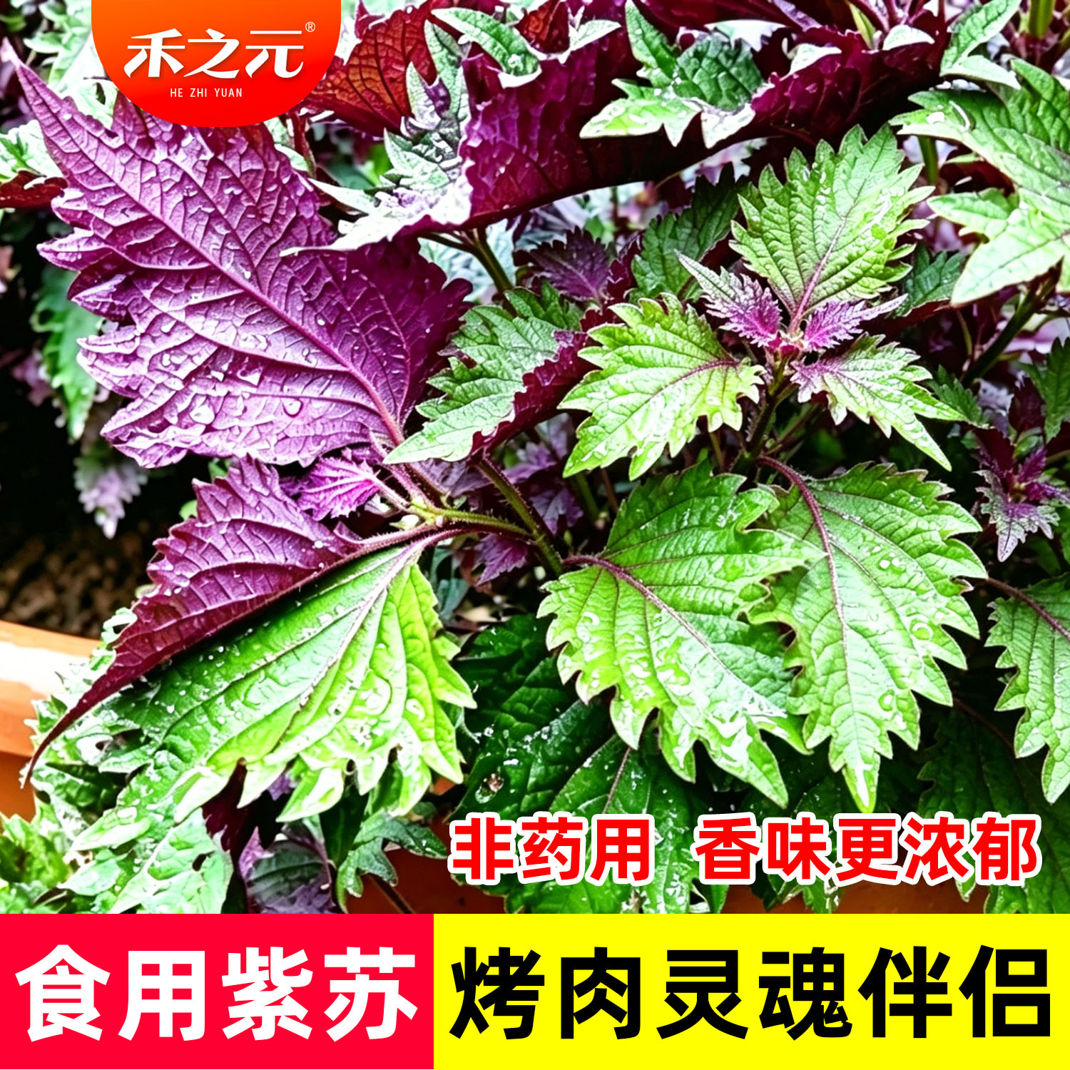紫苏种子双色苏子大叶可食用种籽苗阳台盆栽种植四季春夏季蔬菜