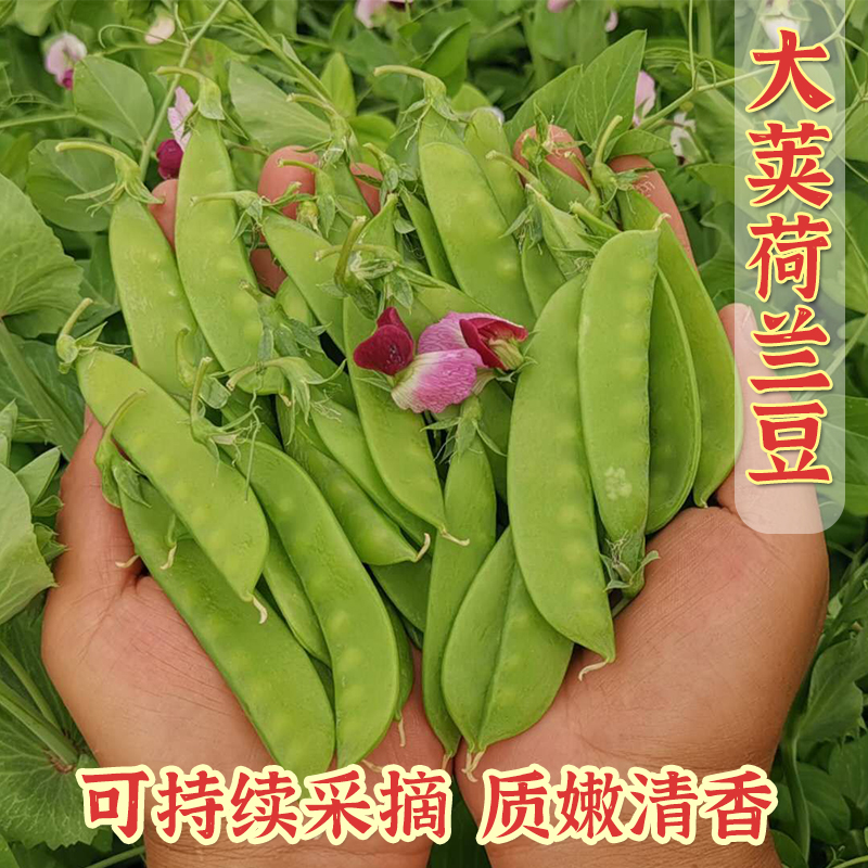 荷兰豆种子豌豆尖种籽四季菜种大全荷兰豆种籽蔬菜苗种孑农家菜籽 鲜花速递/花卉仿真/绿植园艺 家庭园艺种子 原图主图