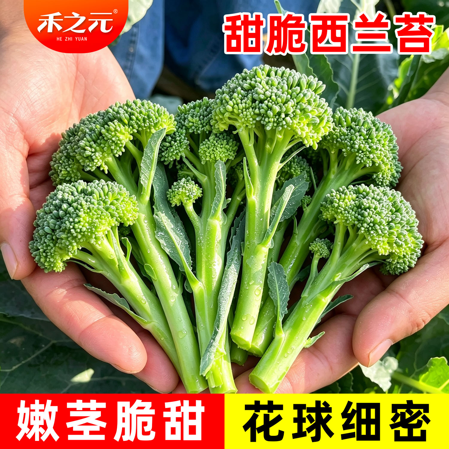 西兰苔种子小西兰花青花菜籽正宗甜杆芥蓝种籽秋冬四季蔬菜种子