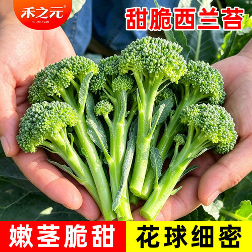 西兰苔种子四季有机西洋芥兰