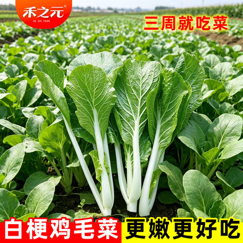 白梗上海蔬菜种孑四季阳台盆栽