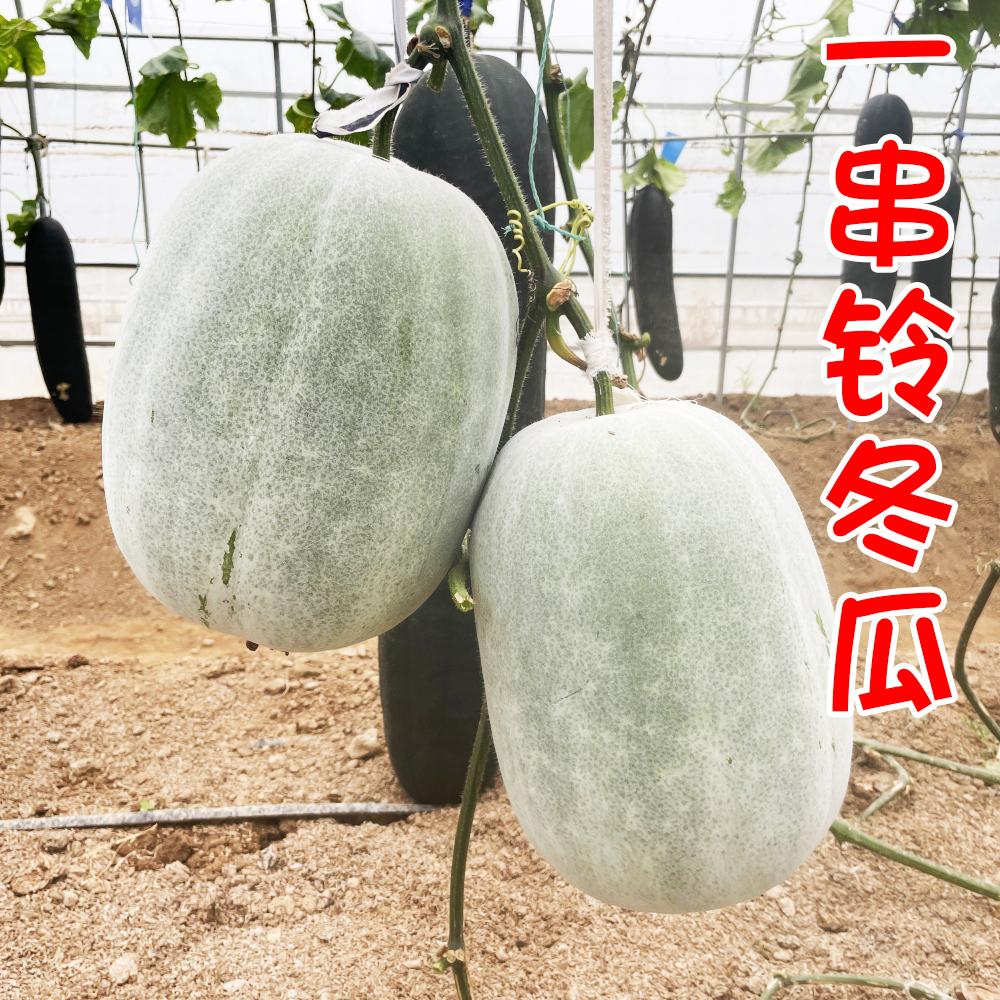 白皮冬瓜种子蟋蟀四季