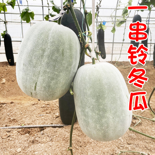 白皮冬瓜种子蟋蟀四季