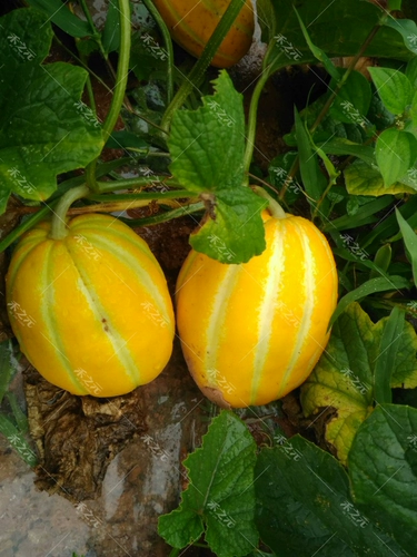 Золотые медовые семена дыни, фрукты, желтые 瓤 ароматные семена весна и лето Супер сладкая ранняя зрелость искренние четыре сезона весенние фермеры