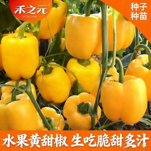 进口黄甜椒苗黄彩椒苗种子
