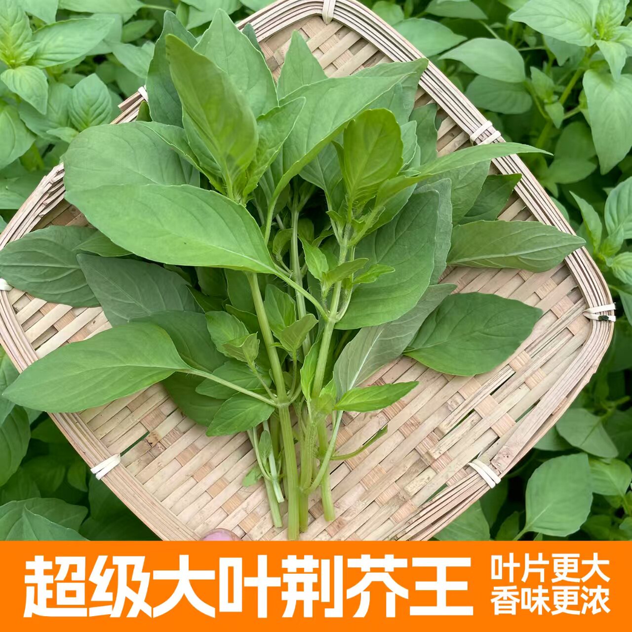 大叶荆芥菜种籽苗盆栽猫薄荷四季大叶荆芥种子野菜荆芥种籽春季孑,鲜花速递/花卉仿真/绿植园艺,家庭园艺种子,淘宝优惠券,粉丝福利购,淘宝优惠卷