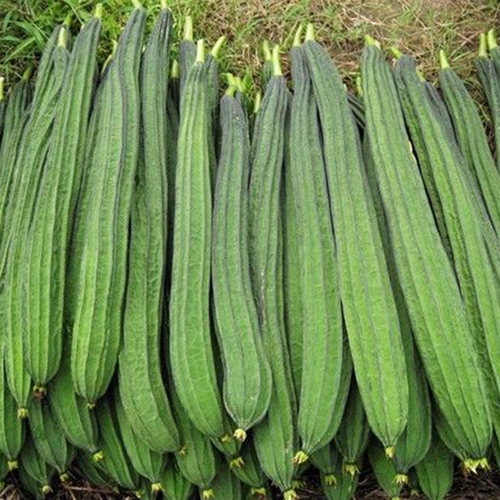 蔬菜广东四季春夏爬藤庭院棱丝瓜