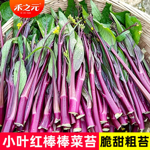 蟋蟀红菜苔种子秋冬季盆栽种籽