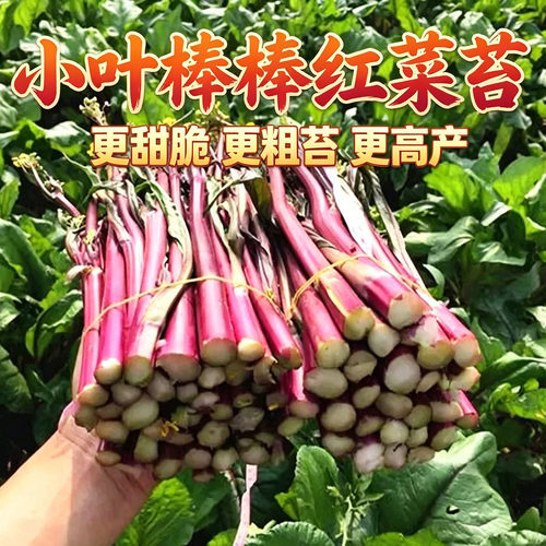 小叶红棒棒苔种子紫菜苔