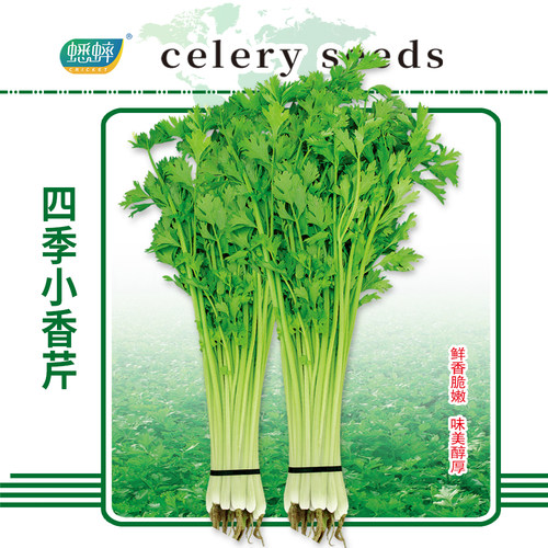 蟋蟀四季小香芹种子农家菜籽