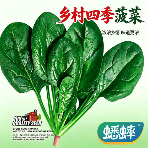 乡村四季菠菜种子农家