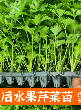 芹菜苗四季小香芹西芹秧苗蔬菜种子芹菜苗阳台盆栽菜籽种苗种孑