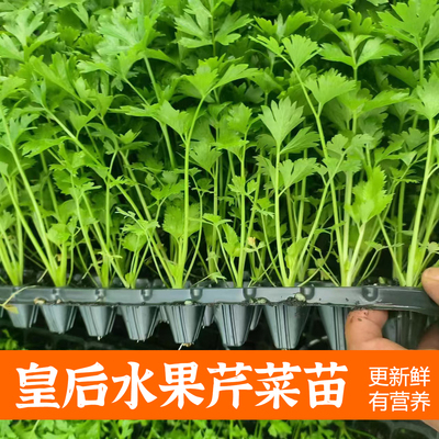 芹菜苗四季小香芹西芹秧苗
