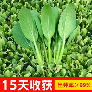 鸡毛菜菜籽油菜种子上海青菜蔬菜种籽大全秋冬阳台盆裁小白菜四季