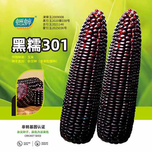 黑玉米春季种子黑糯玉米种子