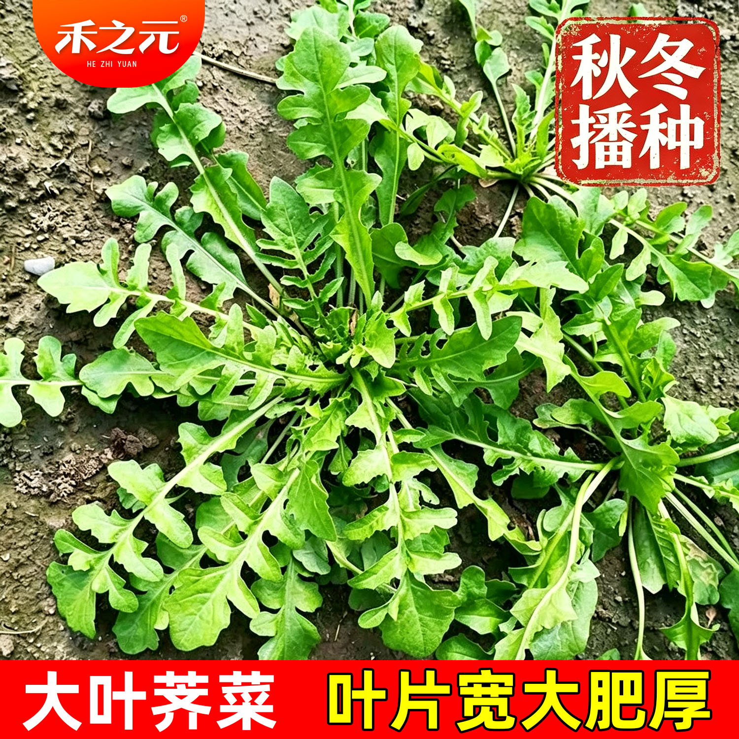 荠菜种子大全野菜种籽秋冬季春图片
