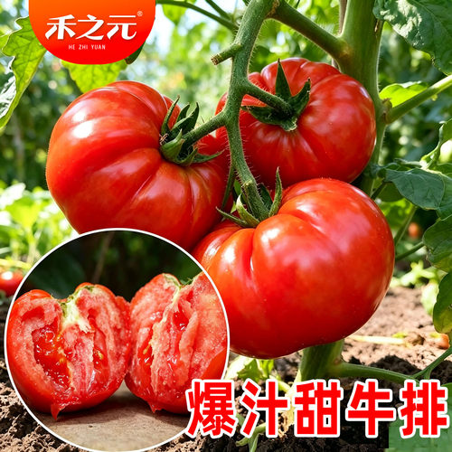 牛排番茄种子四季巨型传统毛粉苗