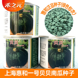 上海惠和一号贝贝南瓜种子日本进口迷你贝贝南瓜籽板栗粉春禾之元