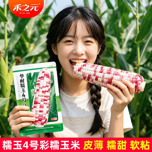 华耐糯玉4号玉米种子糯甜